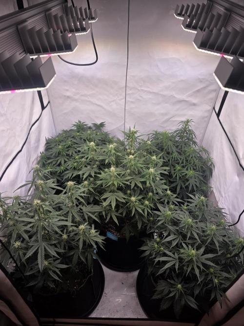 Fastbuds neue Sorten testen. Week 6