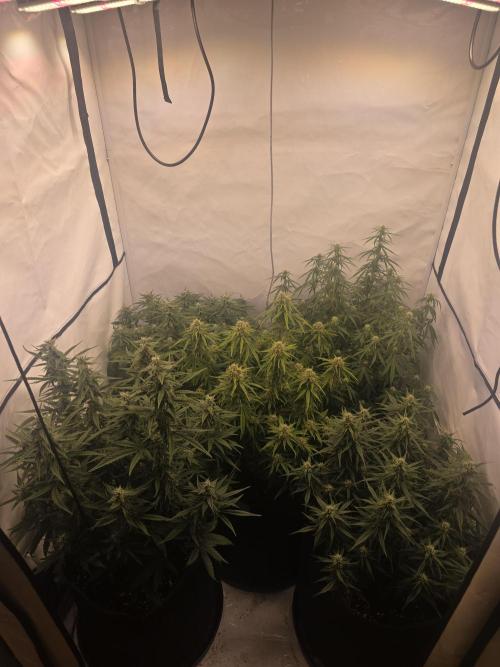 Fastbuds neue Sorten testen. Week 7