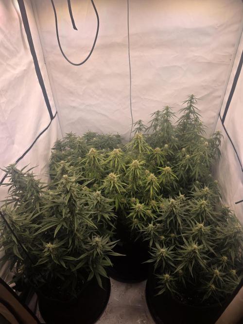 Fastbuds neue Sorten testen. Week 7