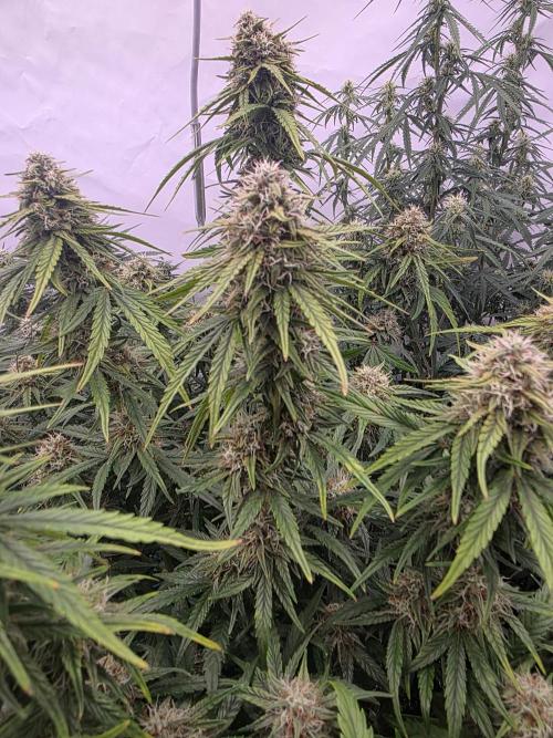 Fastbuds neue Sorten testen. Week 7