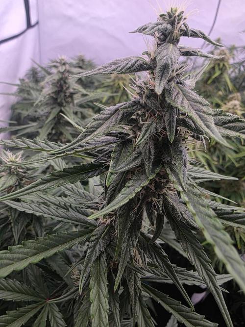 Fastbuds neue Sorten testen. Week 7