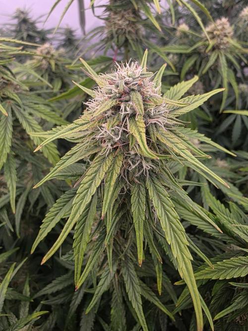 Fastbuds neue Sorten testen. Week 7