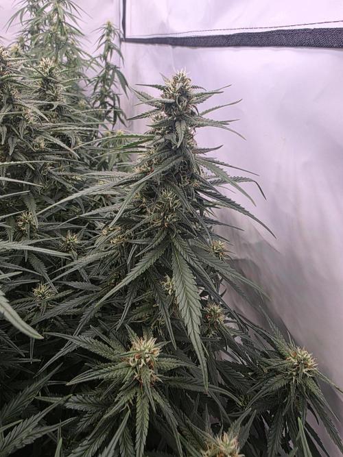 Fastbuds neue Sorten testen. Week 7