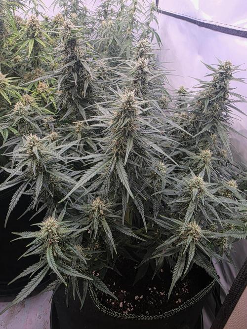 Fastbuds neue Sorten testen. Week 7