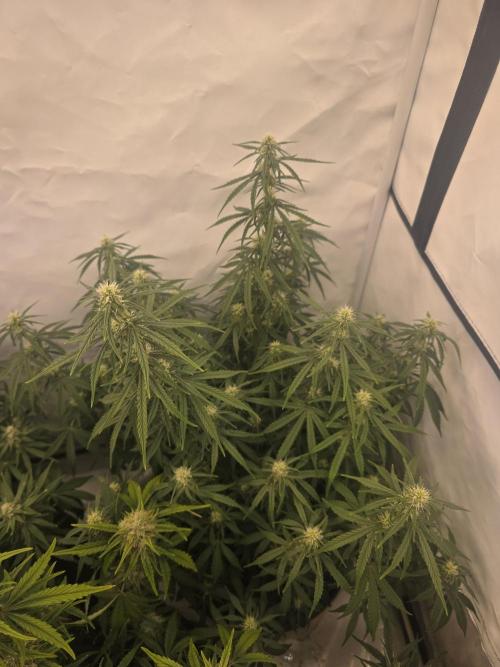 Fastbuds neue Sorten testen. Week 7