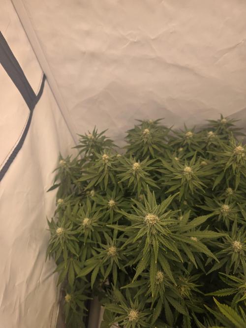 Fastbuds neue Sorten testen. Week 7