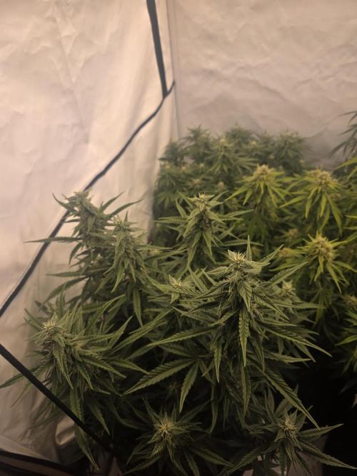 Fastbuds neue Sorten testen. Week 7