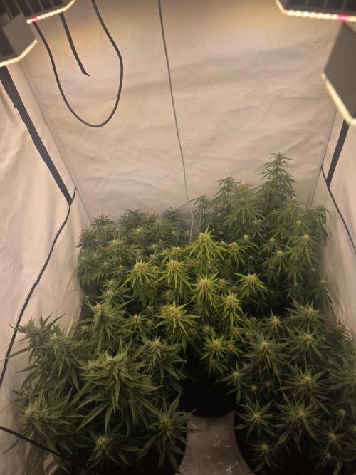 Fastbuds neue Sorten testen. Week 7