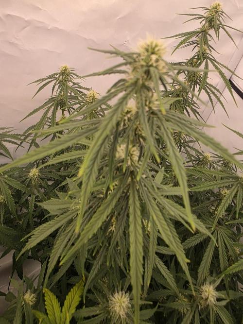 Fastbuds neue Sorten testen. Week 7