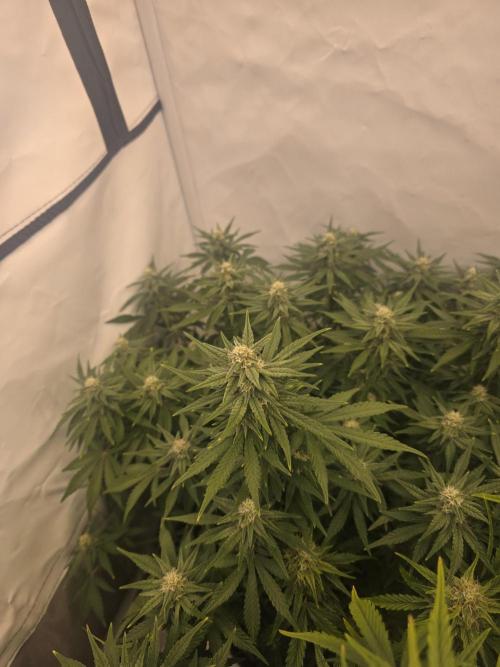 Fastbuds neue Sorten testen. Week 7