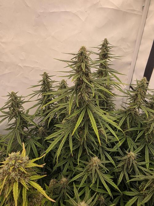 Fastbuds neue Sorten testen. Week 8