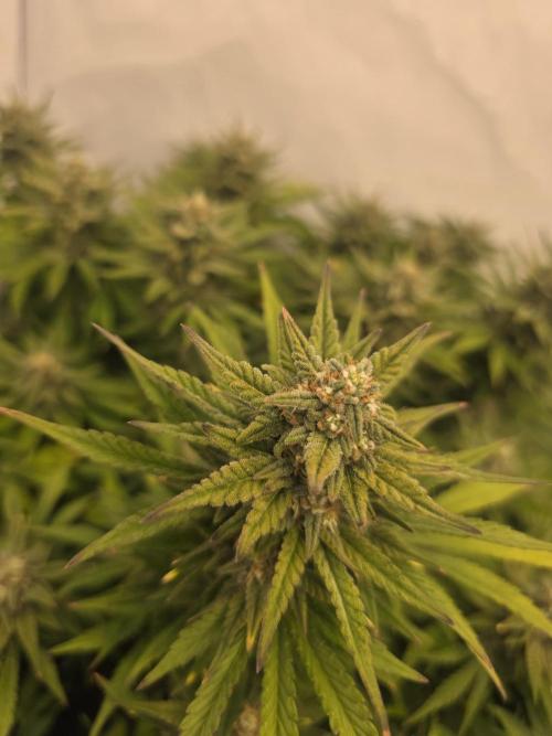 Fastbuds neue Sorten testen. Week 8