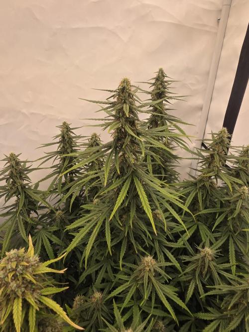 Fastbuds neue Sorten testen. Week 8