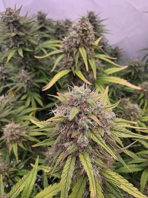 Fastbuds neue Sorten testen. Week 8