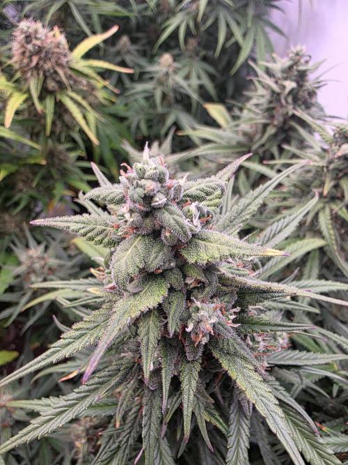 Fastbuds neue Sorten testen. Week 8