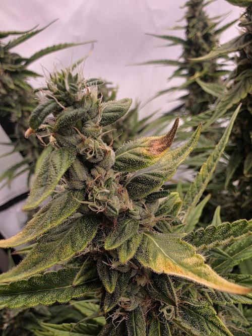 Fastbuds neue Sorten testen. Week 8