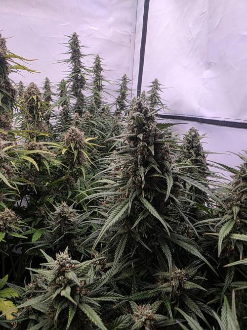 Fastbuds neue Sorten testen. Week 8
