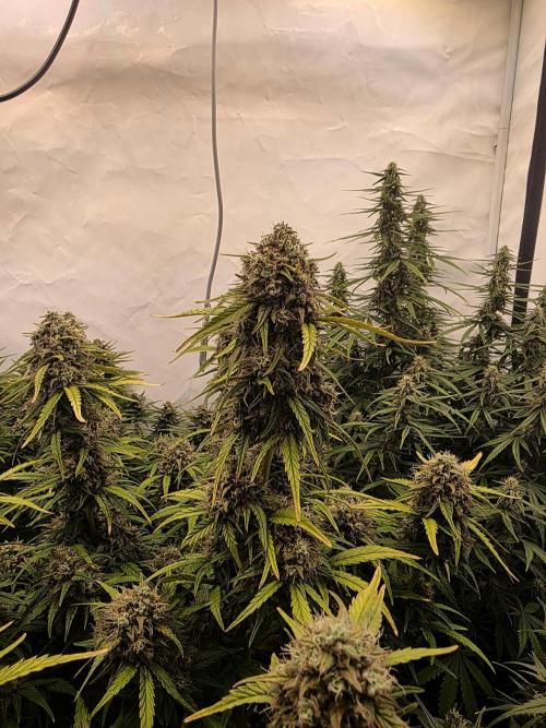 Fastbuds neue Sorten testen. Week 8