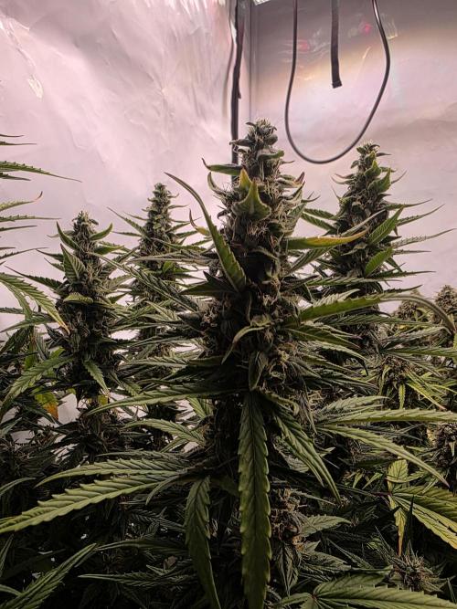Fastbuds neue Sorten testen. Week 8
