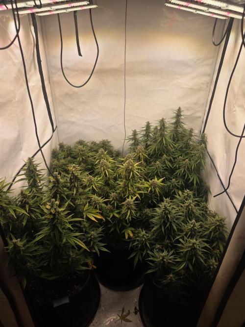 Fastbuds neue Sorten testen. Week 8
