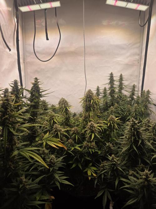 Fastbuds neue Sorten testen. Week 8