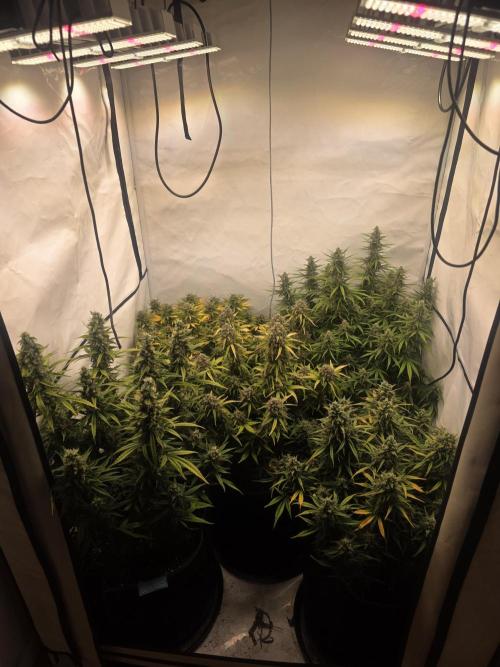 Fastbuds neue Sorten testen. Week 9