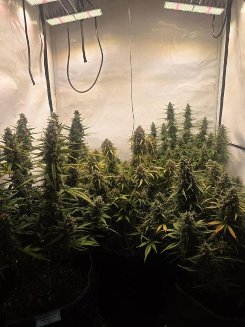Fastbuds neue Sorten testen. Week 9