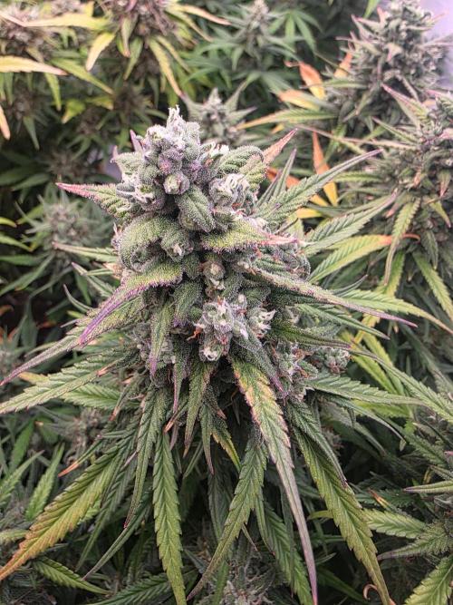 Fastbuds neue Sorten testen. Week 9