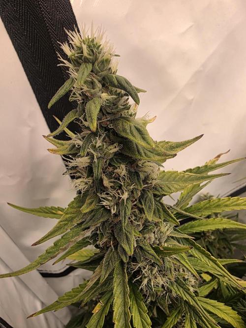 Fastbuds neue Sorten testen. Week 9