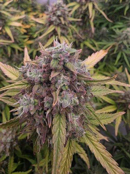 Fastbuds neue Sorten testen. Week 9