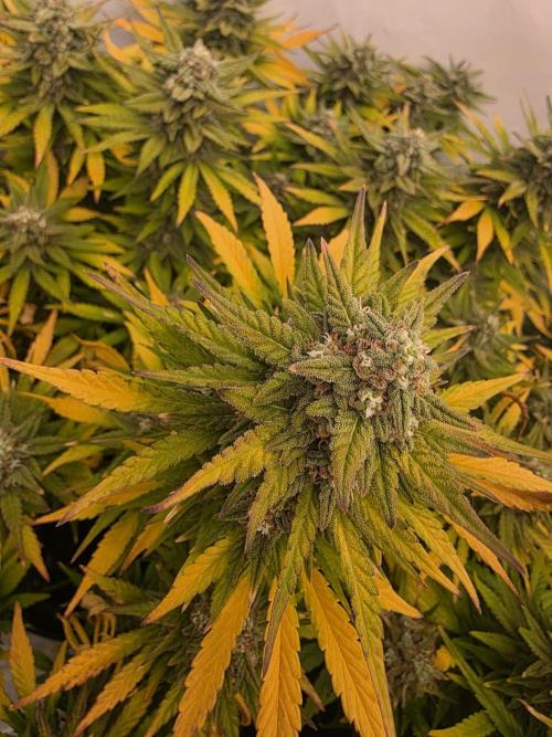 Fastbuds neue Sorten testen. Week 9