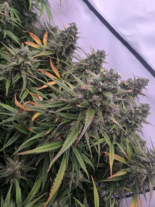 Fastbuds neue Sorten testen. Week 9