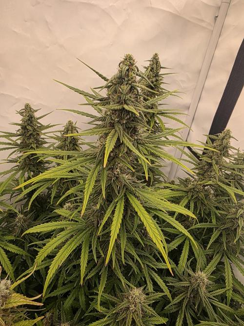 Fastbuds neue Sorten testen. Week 9