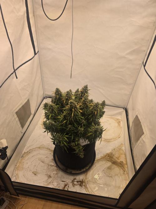 Fastbuds neue Sorten testen. Week 10