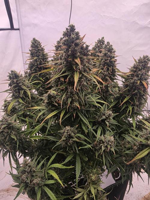 Fastbuds neue Sorten testen. Week 10