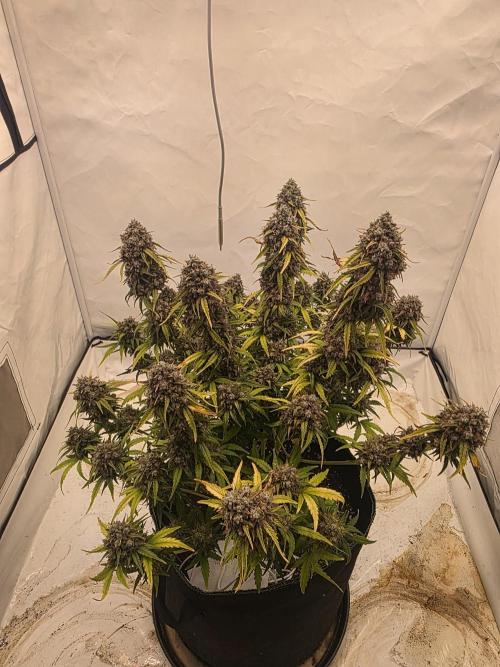 Fastbuds neue Sorten testen. Week 10