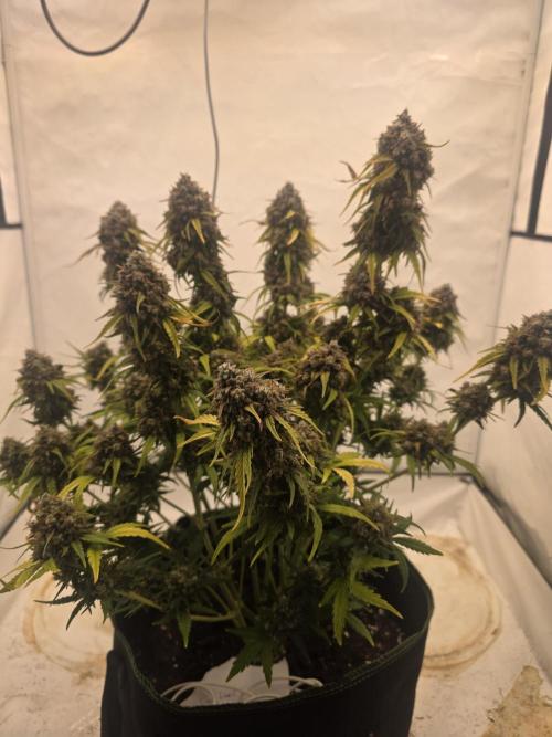 Fastbuds neue Sorten testen. Week 10