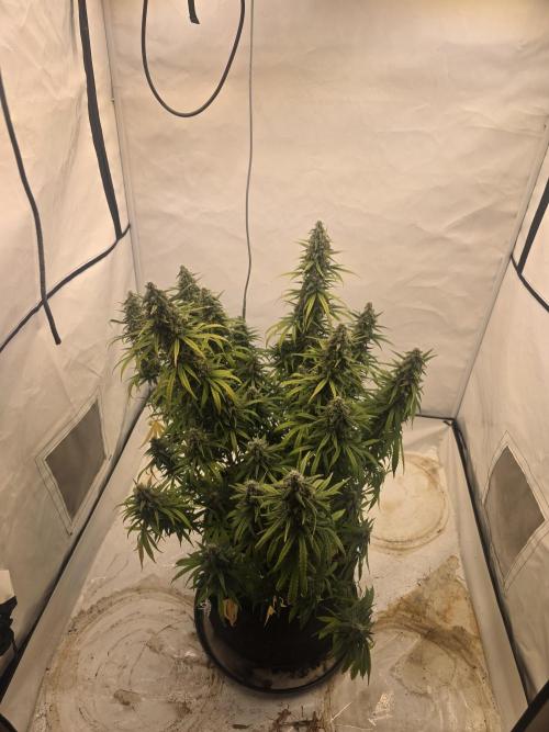 Fastbuds neue Sorten testen. Week 10