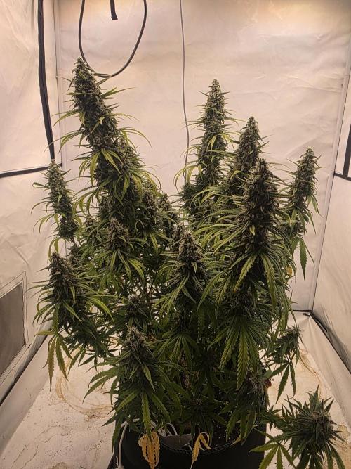 Fastbuds neue Sorten testen. Week 10