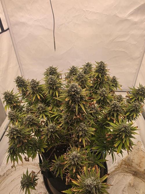 Fastbuds neue Sorten testen. Week 10