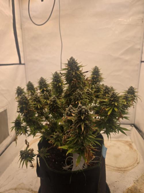 Fastbuds neue Sorten testen. Week 10