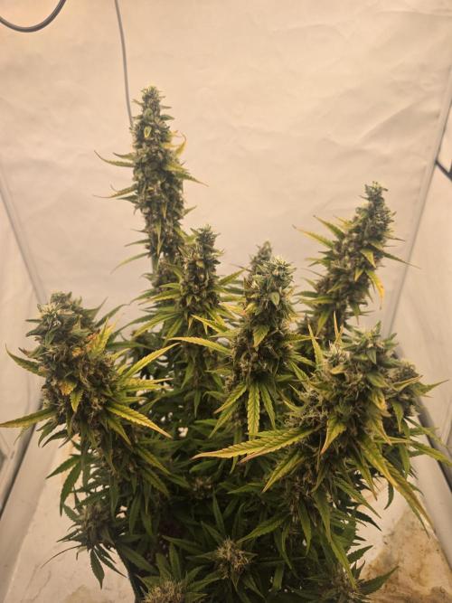 Fastbuds neue Sorten testen. Week 10