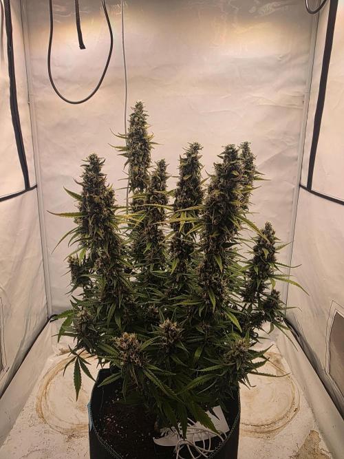 Fastbuds neue Sorten testen. Week 10