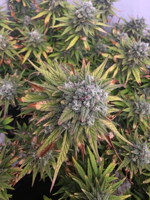 Fastbuds neue Sorten testen. Week 10
