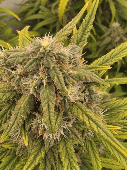Fastbuds neue Sorten testen. Week 10