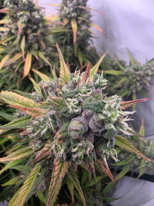 Fastbuds neue Sorten testen. Week 10
