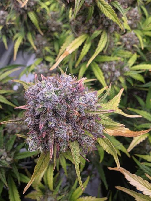 Fastbuds neue Sorten testen. Week 10