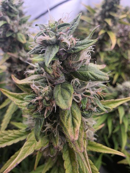 Fastbuds neue Sorten testen. Week 10