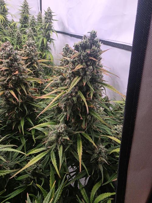 Fastbuds neue Sorten testen. Week 10