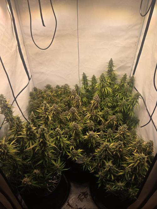 Fastbuds neue Sorten testen. Week 10